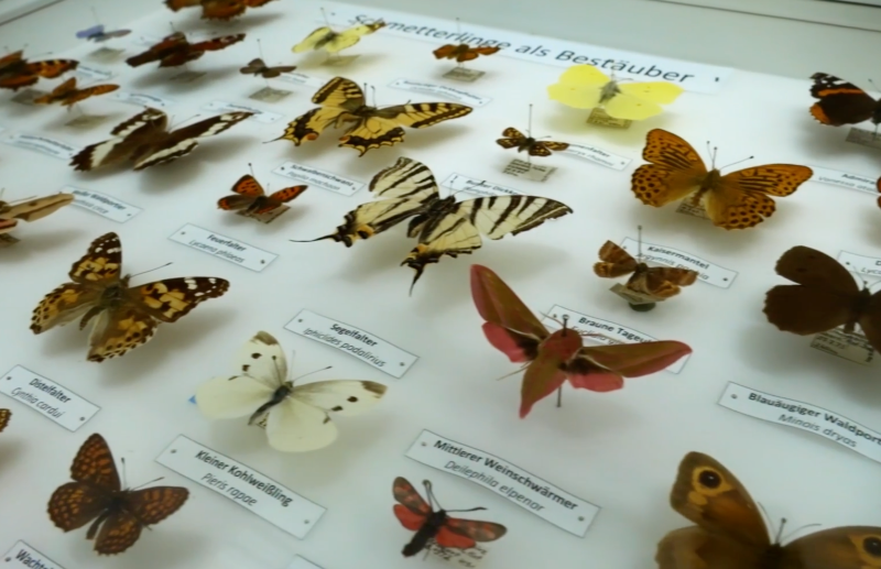 Studienzentrum Naturkunde: Elke McCullough – Teil 2